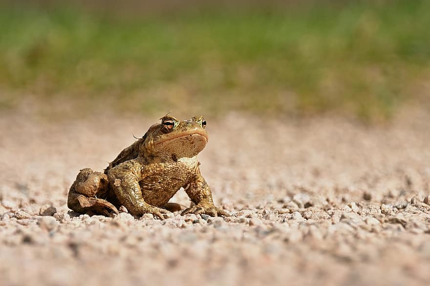 Common Toad, Bufo Bufo, Amphibian, Toad Migration, Spring, Animal