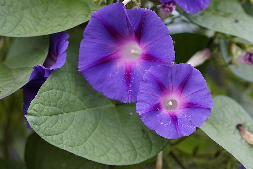 Morning Glories, Flowers, Garden, Petals, Purple Flowers, Purple Petals, Bloom, Blossom, Leaves, Convolvulaceae, Plant