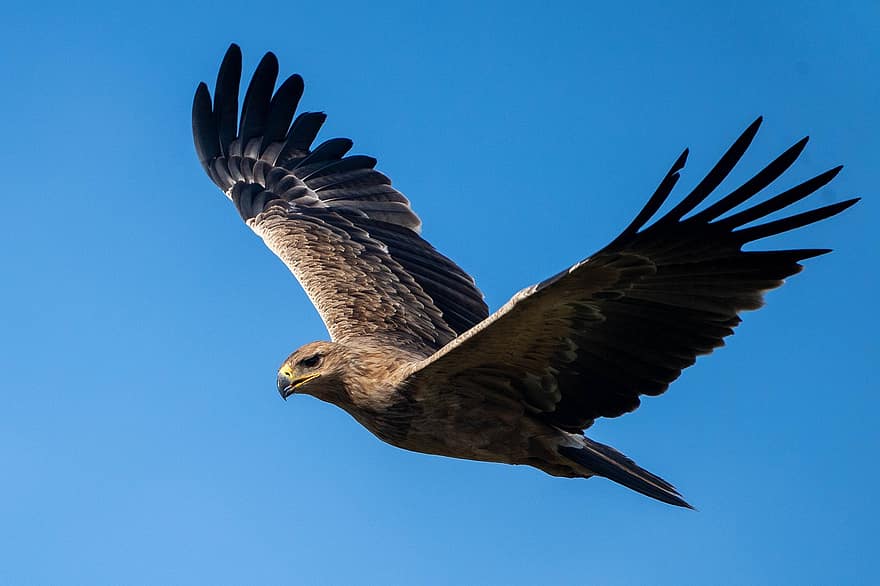 鷲、鳥、フライト、翼、飛行、猛禽類、捕食者、空、動物、羽毛、くちばし