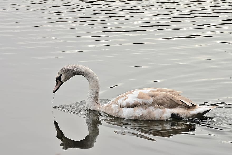 Swan, Water Bird, Lake, Young, Beak, Geathers, Plumage, Water, Avian