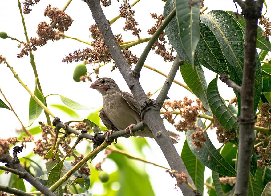 uccello, passero, seduta, ramo di un albero, piume, arroccato, Sperling, ornitologia, birdwatching, animale, ramo