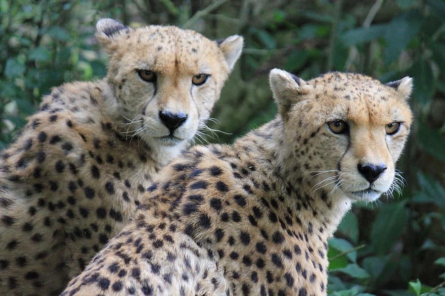 Cheetah, binatang, kucing besar, mamalia, predator, margasatwa, safari, kebun binatang, alam, fotografi satwa liar, gurun