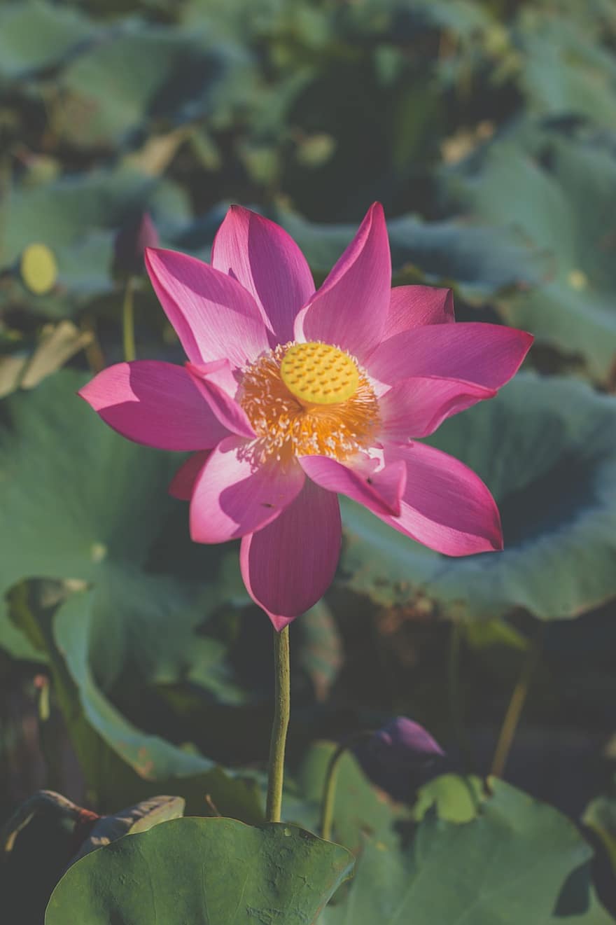 lotus, blomma, rosa blomma, Lotus blomma, kronblad, rosa kronblad, flora, vattenväxter, natur