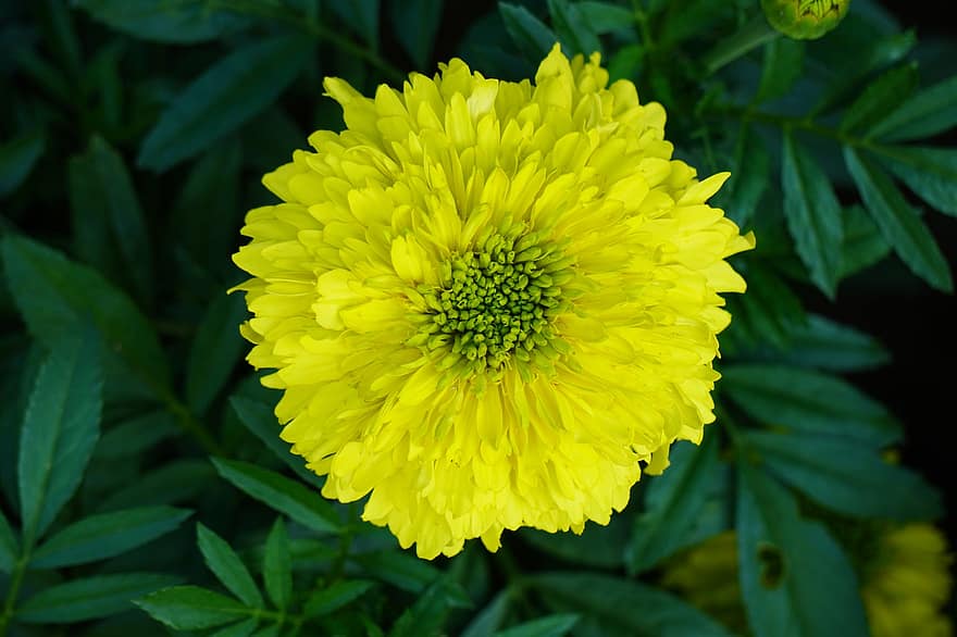 желтый цветок, цветок, цветущий цветок, сад, природа, крупный план, летом, завод, желтый, зеленого цвета, лист