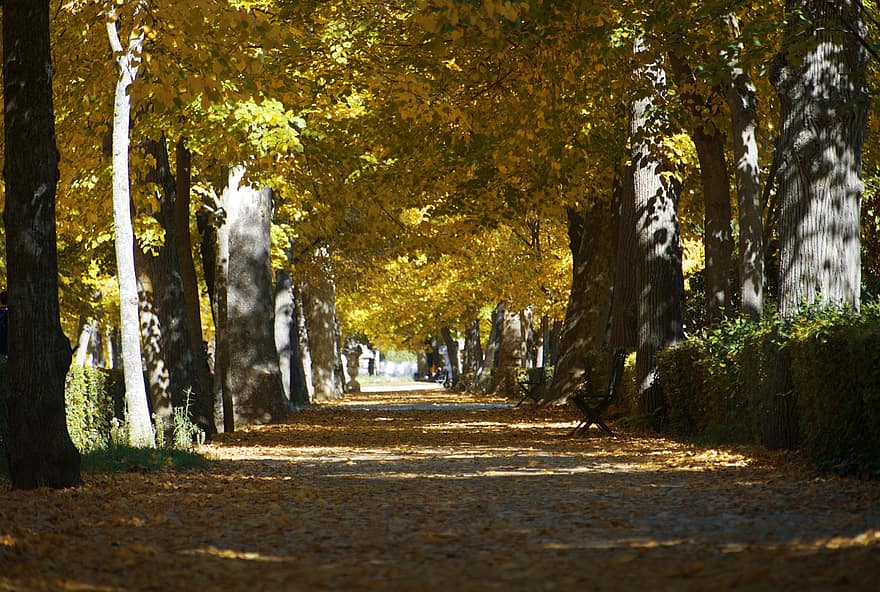 sentier, route, des arbres, parc, feuilles, l'automne