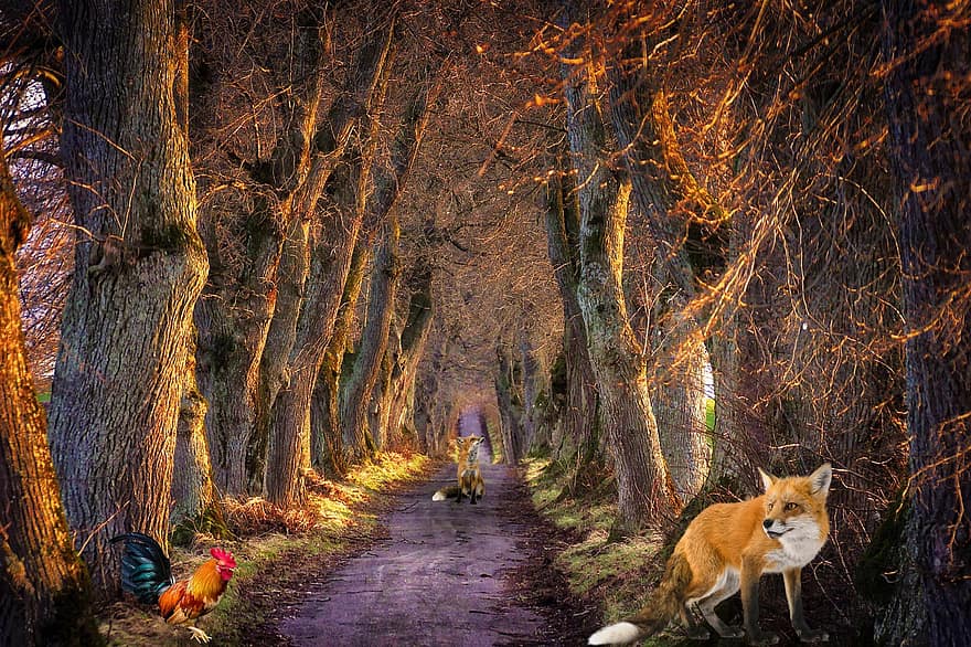 Background, Woods, Pathway, Fox, Rooster, Fantasy, Female, Character, Digital Art