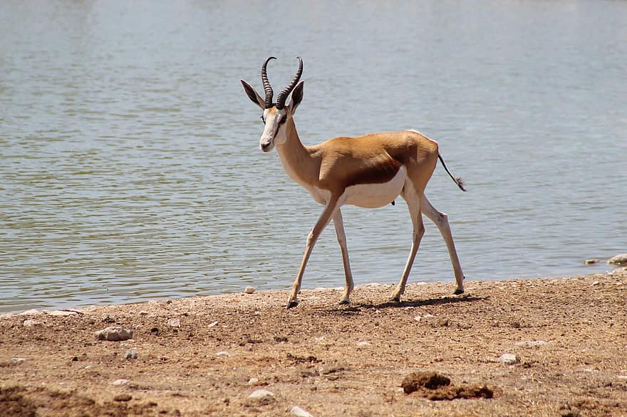 springbok, animale, banca, lago, fiume, antilope, mammifero, natura, natura selvaggia, selvaggio, parco nazionale di etosha