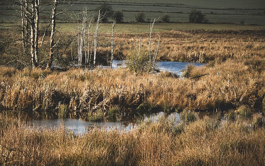 Marsh, Reed, Swamp, Moor Grass, Grass, Water, Wetland, Nature Reserve, Biotope, Countryside