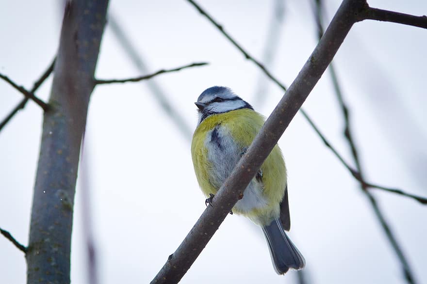 Blue Tit, Bird, Branch, Perched, Eurasian Blue Tit, Animal, Wildlife, Feathers, Plumage, Sitting, Winter