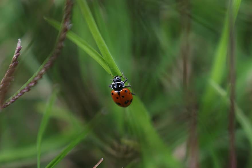Marienkäfer, Insekt, Gras, Käfer, Blätter, grüne Farbe, Nahansicht, Pflanze, Makro, Frühling, Sommer-