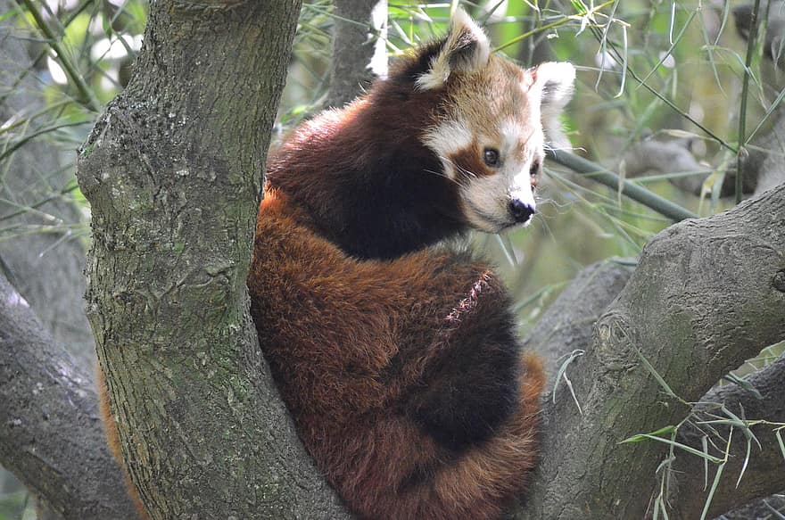 mažesnė panda, Raudonoji panda, laukinės gamtos, zoologijos sodas, gyvūnas, žinduolių, pobūdį, medis, gyvūnams, miškas, mielas