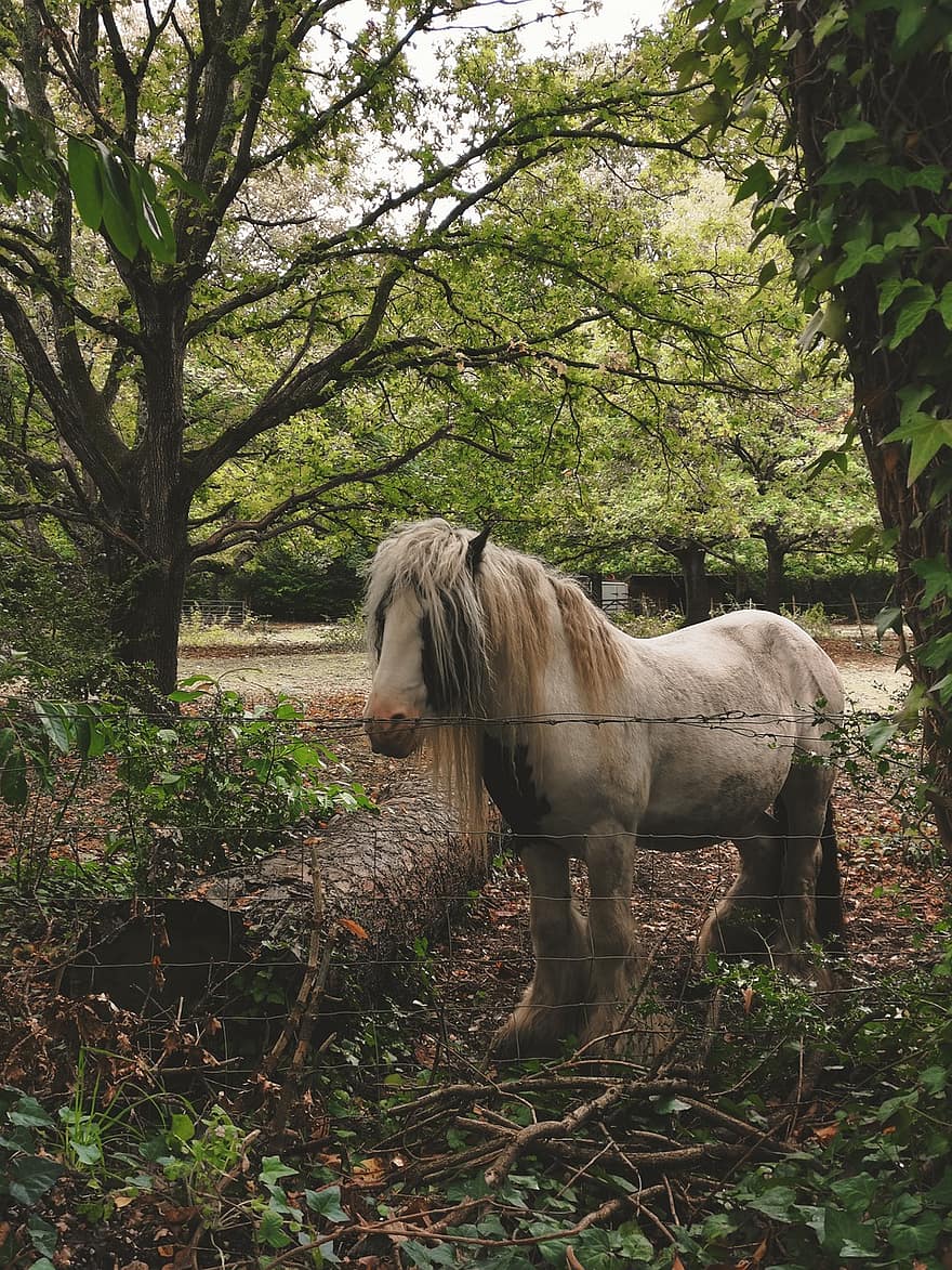 Horse, Pony, Farm, Fence, Shetland Pony, Animal, Mammal, Equine, Trees, Nature