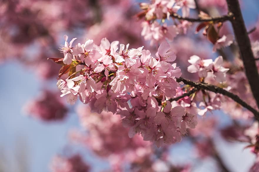 Hoa anh đào, Nhật Bản, mùa xuân, theo mùa, những bông hoa, hoa, bông hoa, chi nhánh, cận cảnh, cây, Mùa