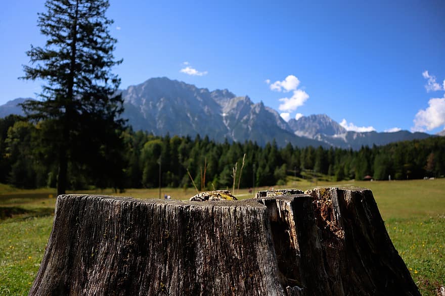 Tree, Stump, Nature, Mountains, Alps