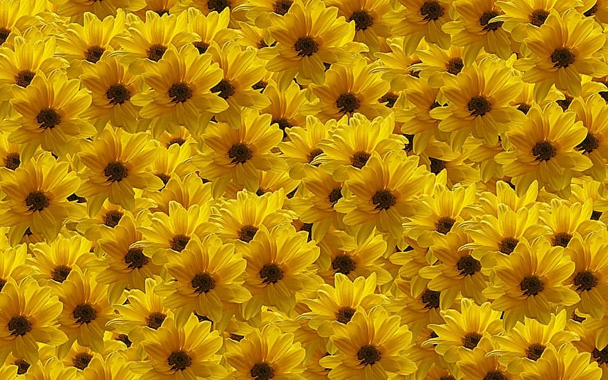 las flores, amarillo, naturaleza, llenar
