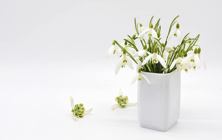bucaneve, fiori, vaso di fiori, fiori bianchi, primavera, fiori di primavera, vaso, segni di primavera, fiore, pianta, freschezza