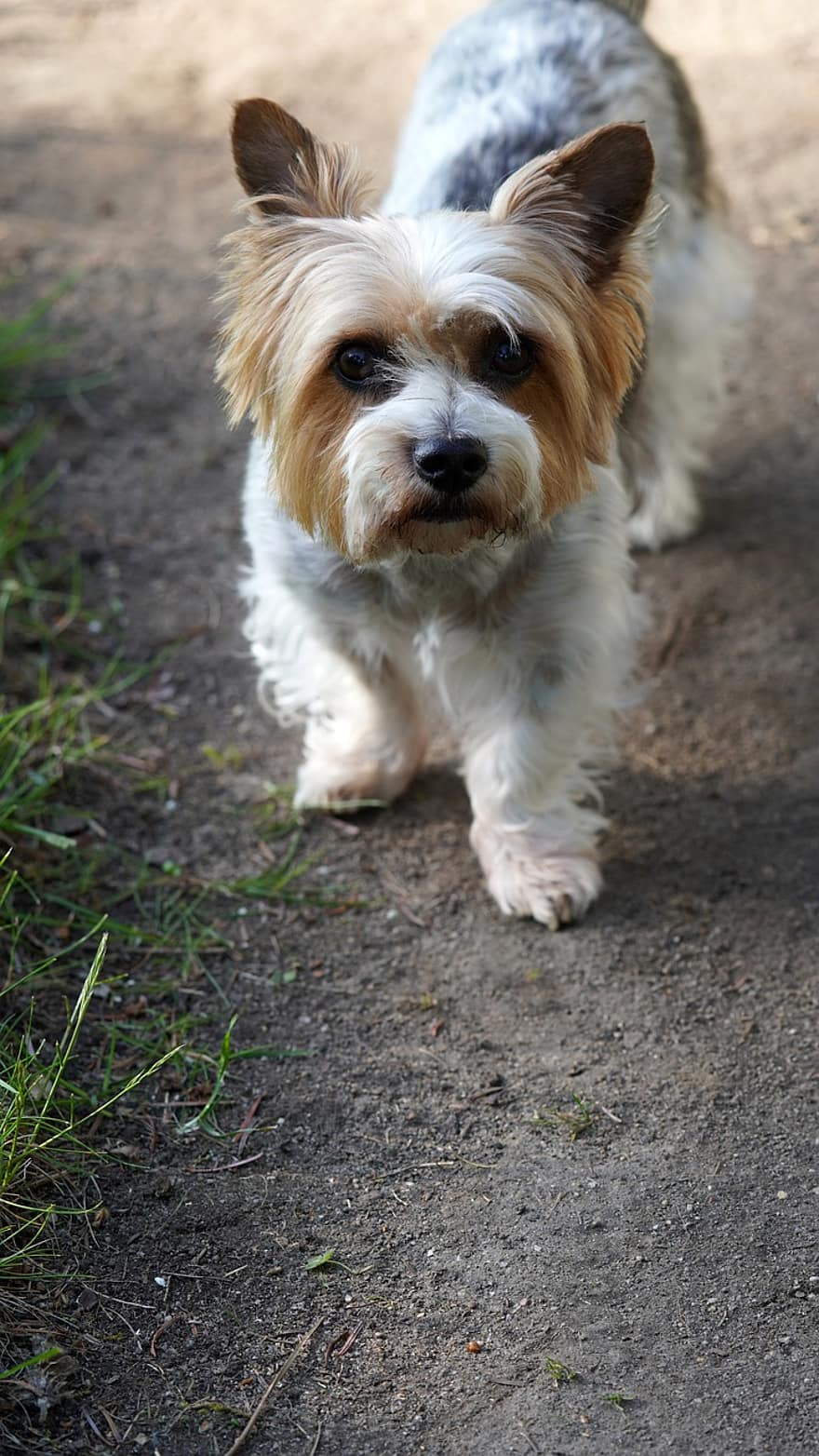 Biewer Yorkshire Terrier, hund, kjæledyr, dyr, husdyr, liten hund, canine, pattedyr, søt