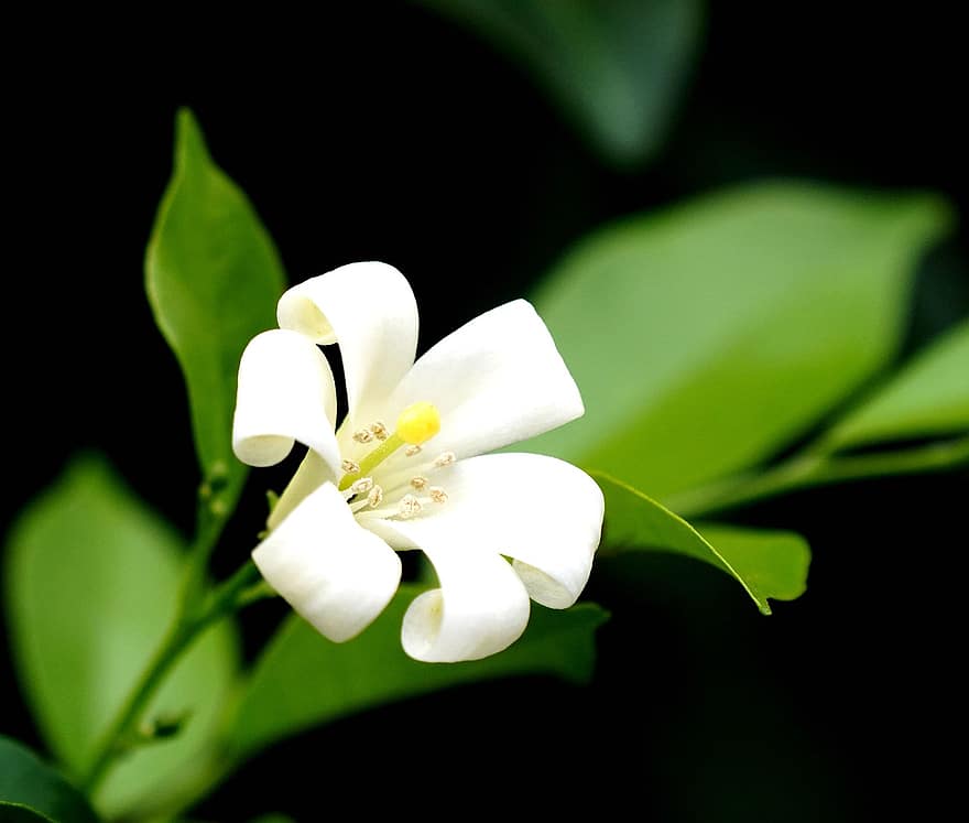 maža gėlė, balta, kvapni, pobūdį, žydi