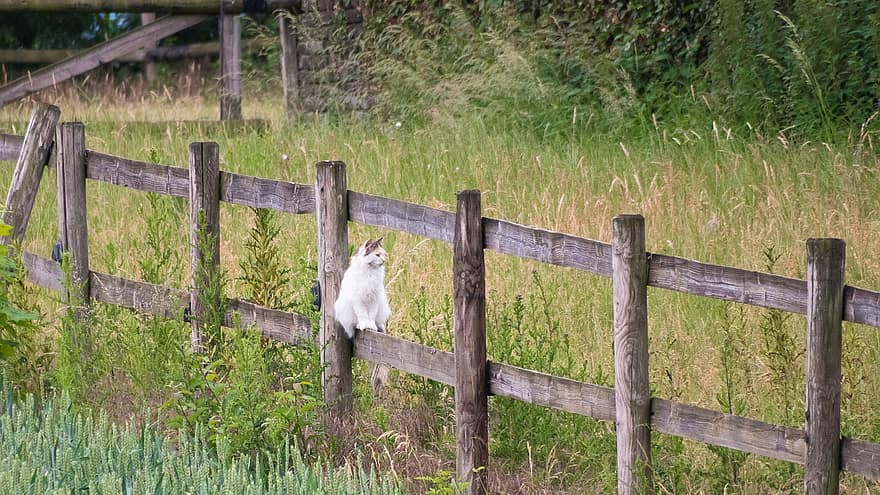 macska, kerítés, néz, egyensúly, ül, faipari, fa kerítés, legelő, rét