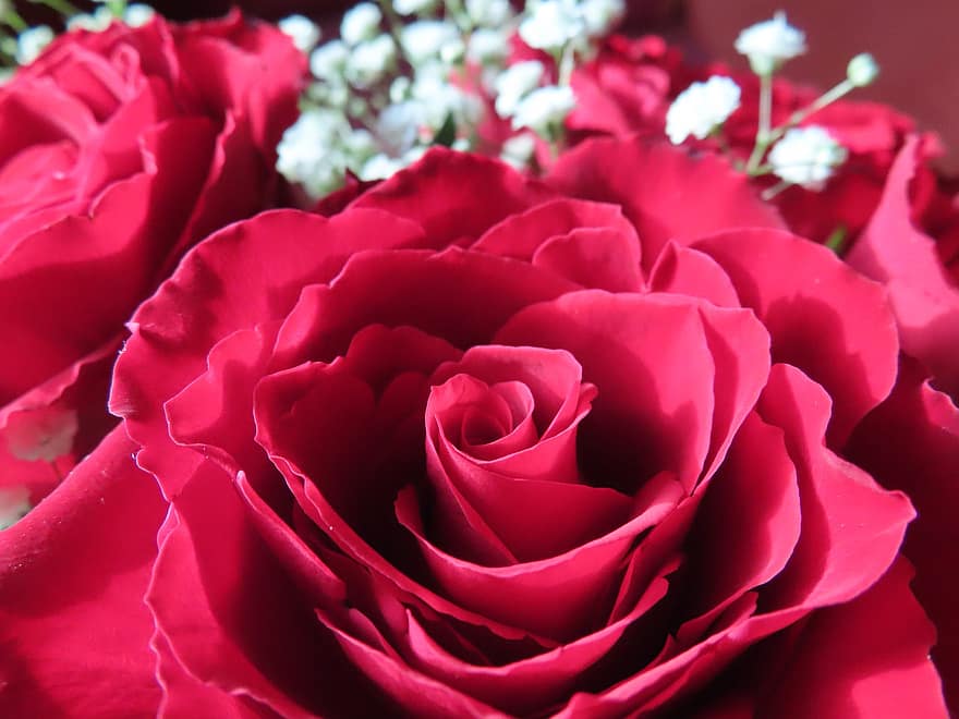 Rosa, flor, rojo, avestruz, gypsophila, de cerca, pétalo, romance, frescura, cabeza de flor, ramo de flores