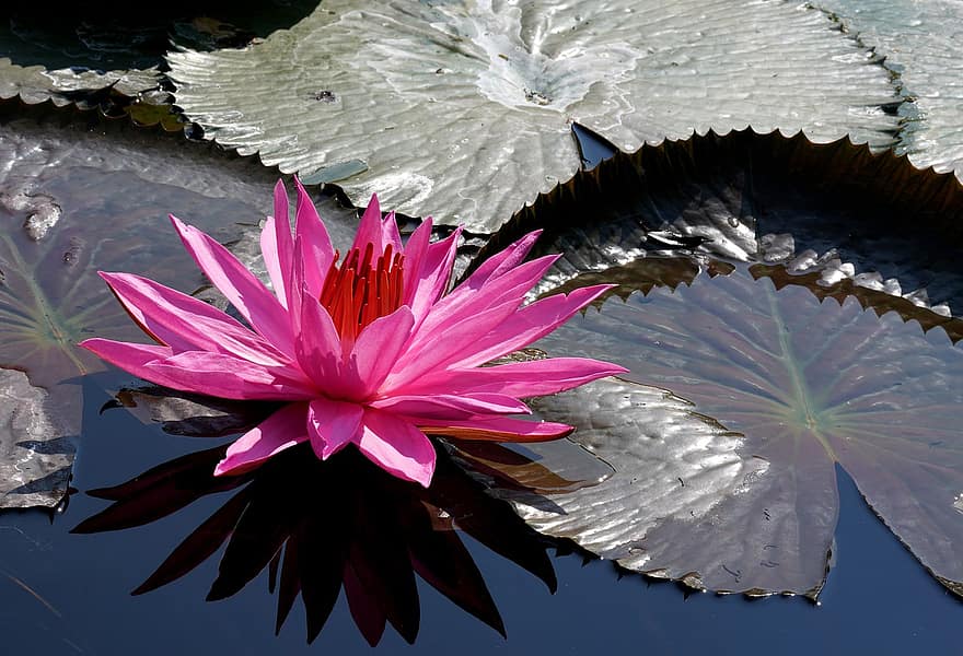 Water Lily, Flower, Lily Pads, Pond, Bloom, Blossom, Petals, Pink Petals, Nature, Flora