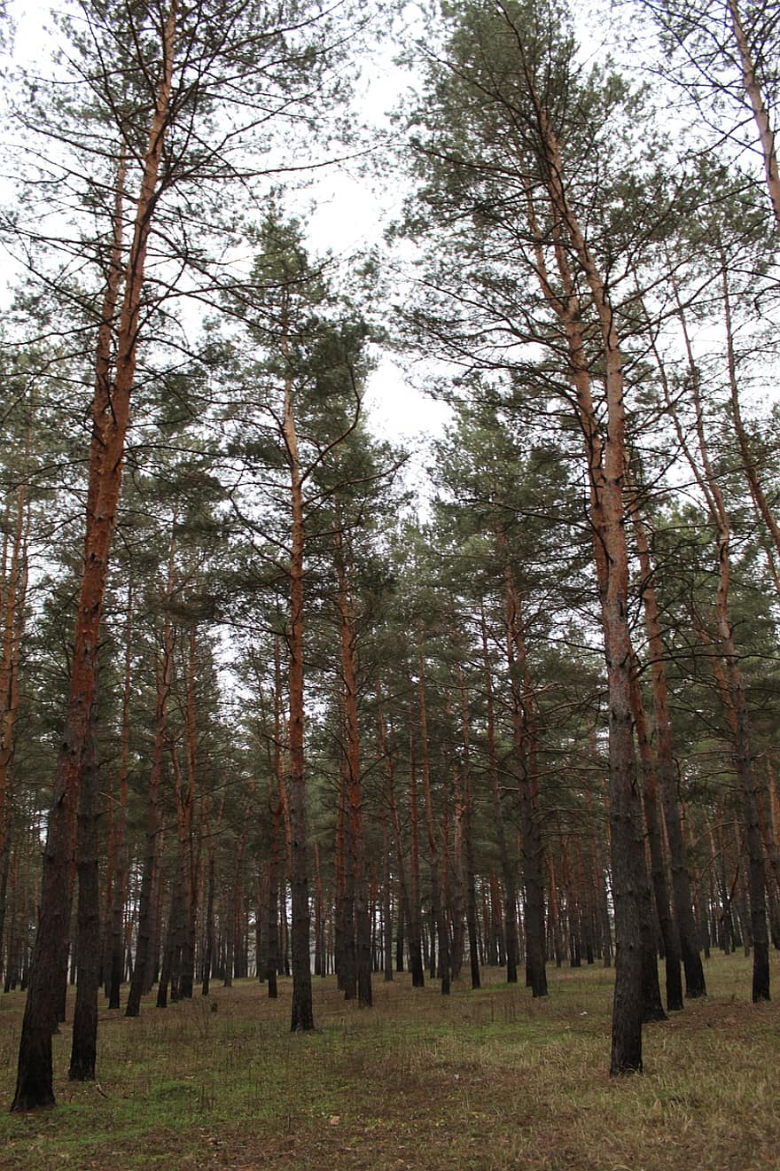 Trees, Pines, Woods, Forest, Pine Trees, Evergreen, Undergrowth, Woodlands, Nature, Park, Conifers