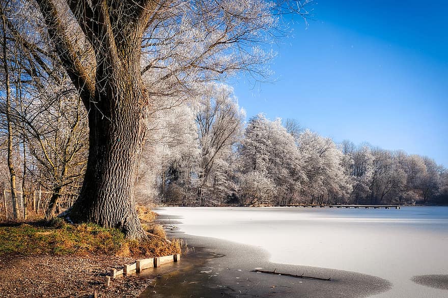järvi, puu, jäädytetty, talvi-, lampi, puun runko, Puut, joen penkka, kylmä, halla, jää