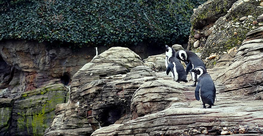 pingvin, fugl, stein, akvarium, natur, dyr i naturen, klippe, nebb, kystlinje, vann, utforskning