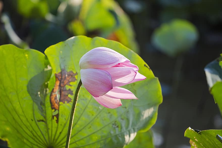 Blume, Lotus, Blütenblätter, Blätter, Laub, See, Wasserpflanzen, Wasserlilien