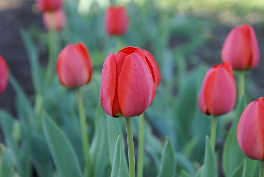 las flores, tulipanes, brote, prado, tulipán, flor, planta, cabeza de flor, verano, color verde, primavera