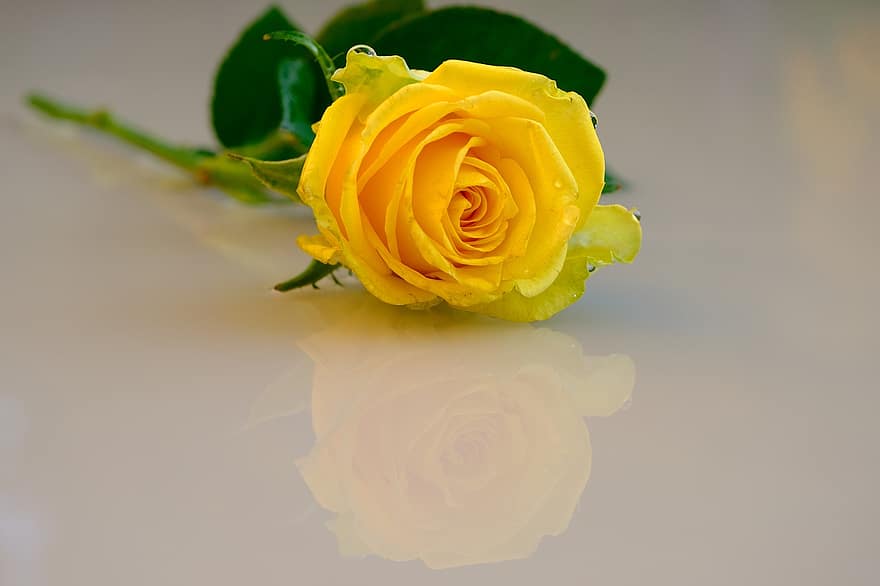 Trandafir, trandafir galben, reflecţie, floare, floare galbenă, petale, galben petale, a inflori, inflori, petale de trandafir, a crescut floare