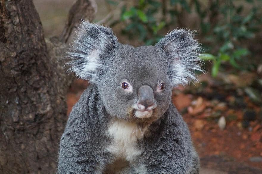 koala, zoologijos sodas, gyvūnas