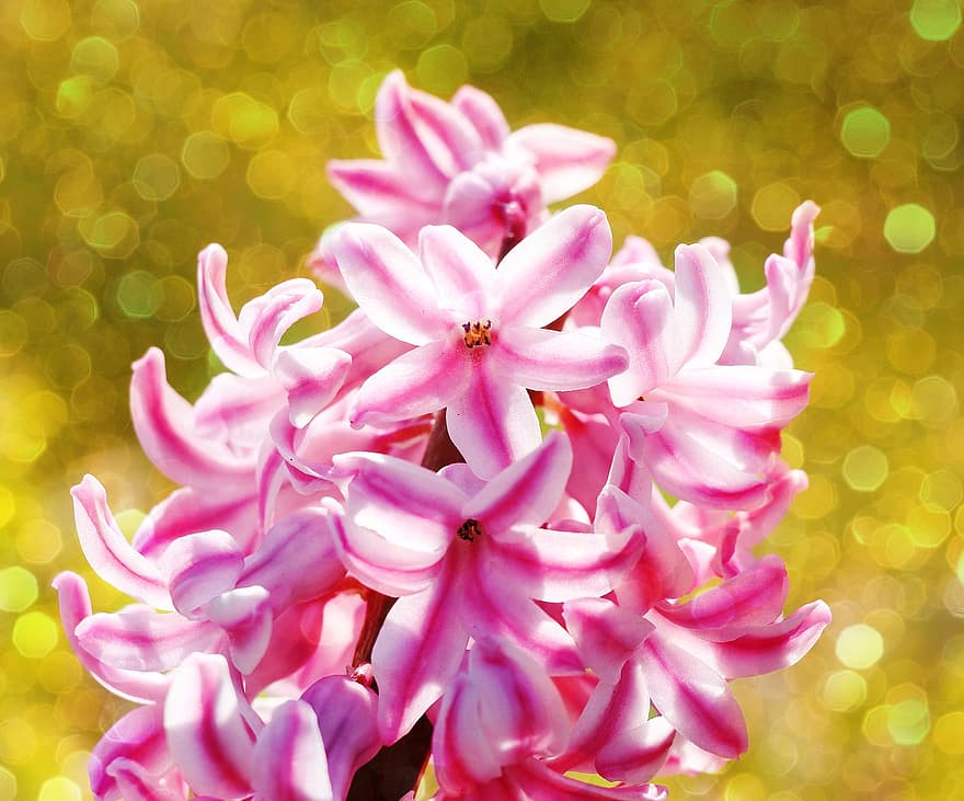 Flowers, Hyacinth, Spring, Seasonal, Growth, Botany, Bloom, Blossom, close-up, flower, plant