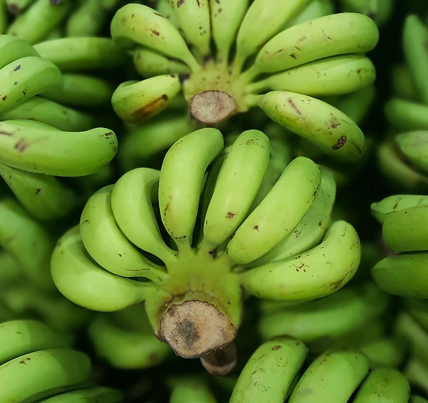 bananen, Rauwe Bananen, fruit, voedsel, vers, gezond, biologisch, zoet