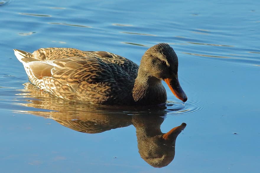 Bird, Duck, Animal, Waterfowl, Water Bird, Feathers, Plumage, Beak, Reflection, Swim, Water