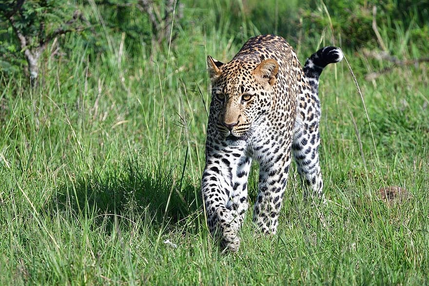 леопард, животное, масаи мара, Африка, живая природа, млекопитающее