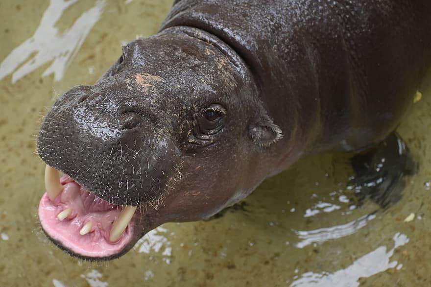 hipopótamo, lago, animal, río, zoológico de houston, houston, Texas