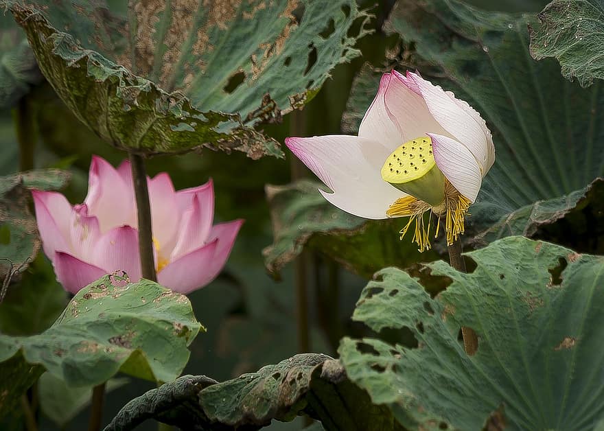 Lotus, leuchtende Farben, Kühler Duft, Blütenblätter