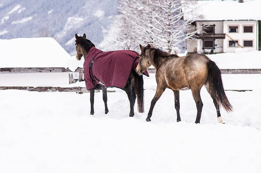 cavalos, pôneis, inverno, neve, ao ar livre, acoplamento, bico; esquichar