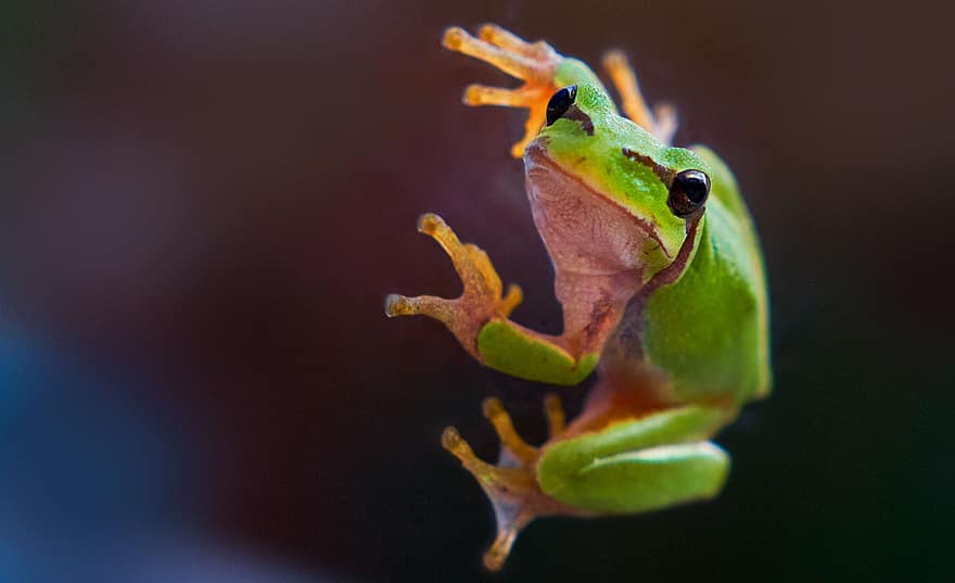 зелена деревна жаба, жаба, тварина, земноводних, дикої природи