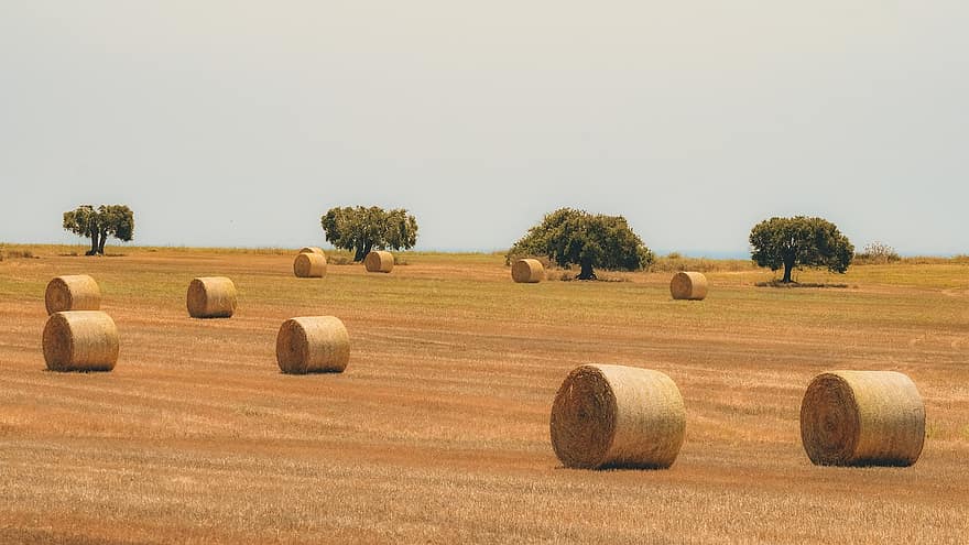 Hay, Straw, Bale, Trees, Agriculture, Rural, Countryside, Harvest, Field, Meadow, Landscape