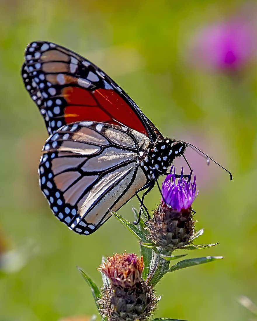 цветок, бабочка монарх, бабочка, опыление, энтомология, крылья, крупный план, насекомое, разноцветный, макрос, летом