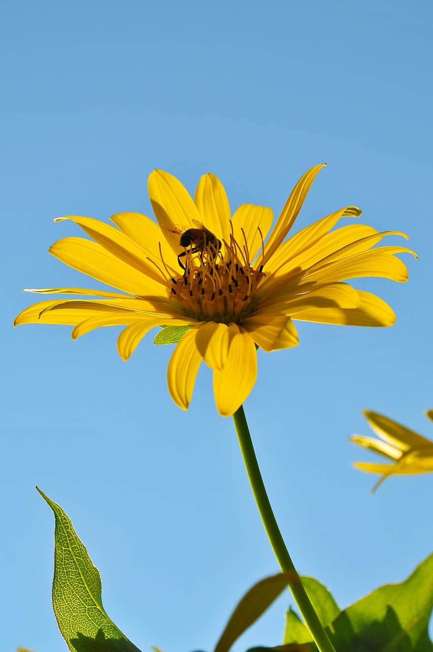 flor amarilla, insecto, polinización, Polonia, jardín, flor, amarillo, verano, planta, de cerca, color verde