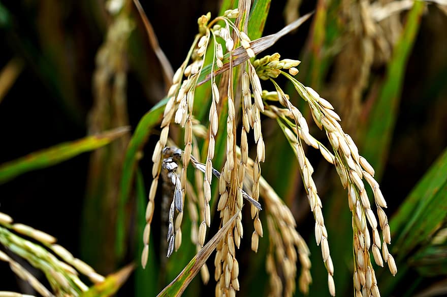 rijstplant, fabriek, natuur, landbouw, detailopname, blad, groei, farm, voedsel, rijstveld, groene kleur