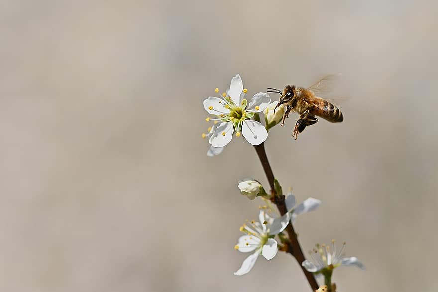 Honey Bee, Flowers, Blackthorn, Pollen, Nectar
