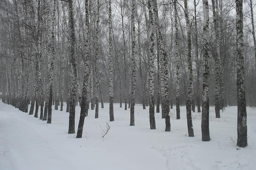 iarnă, zăpadă, pădure, mesteacăn, copaci, peisaj, natură