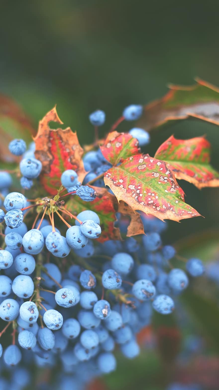 Berries, Leaves, Foliage, Branch, Plant, Autumn