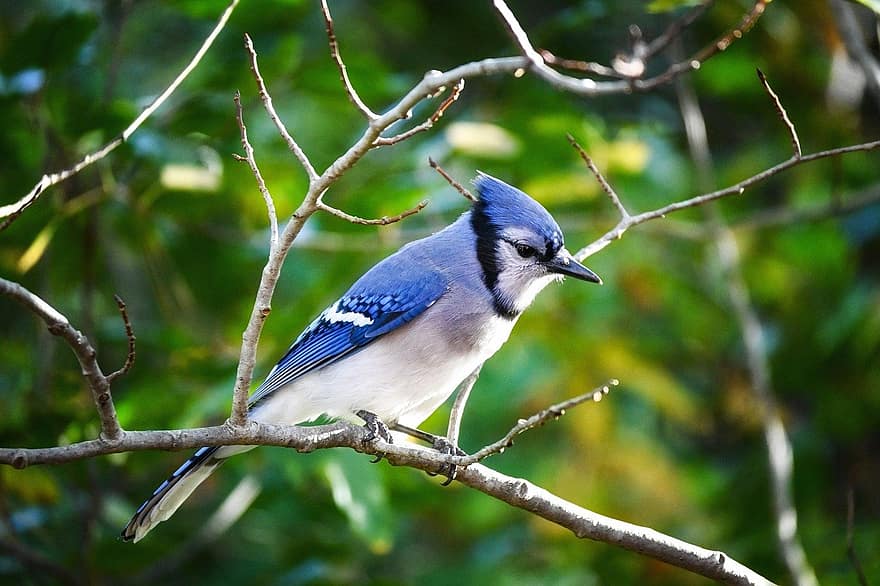 bluejay, bird, perched