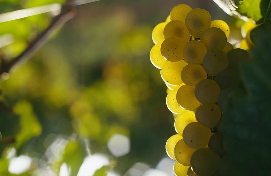 Grapes, Wine, Bunch, grape, leaf, fruit, green color, summer, freshness, agriculture, close-up