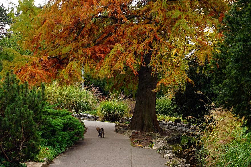 осень, деревья, природа, кошка, время года, падать, на открытом воздухе, путешествовать